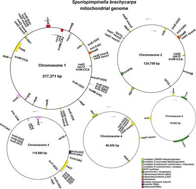 Structural and evolutionary analyses of the mitochondrial genome of Spuriopimpinella brachycarpa